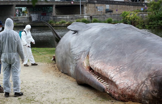 Un cachalot échoué sur un quai à Rennes