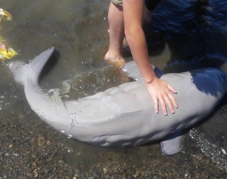 Le sauvetage in extremis d&rsquo;un bébé Béluga échoué sur une plage