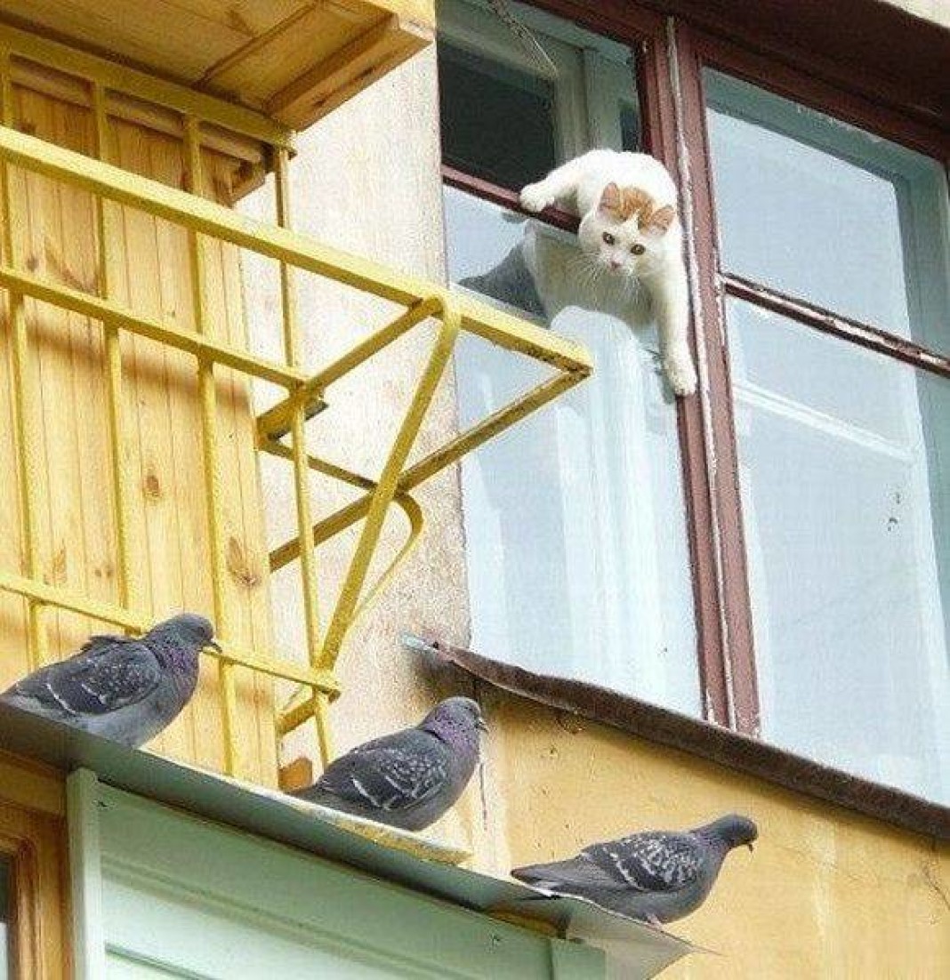 Кот на карнизе. Голуби на балконе. Балкон для кошек. Коты на балконе. Голубь за окном.