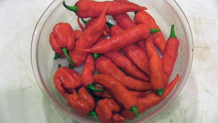 Top 10 Aliments qui peuvent être MORTELS !