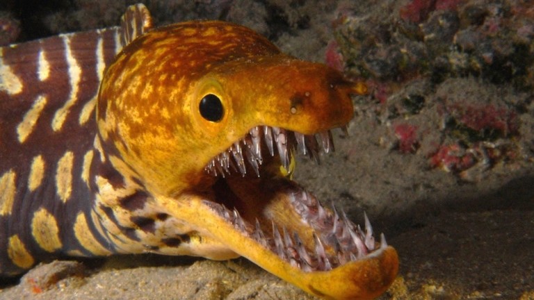 Top 10 des créatures marines les plus dangereuses !