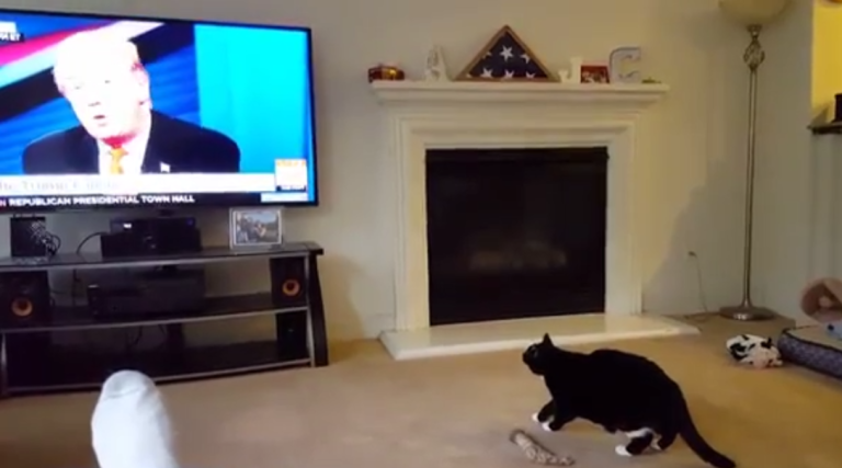 Un chat a peur de Donald Trump