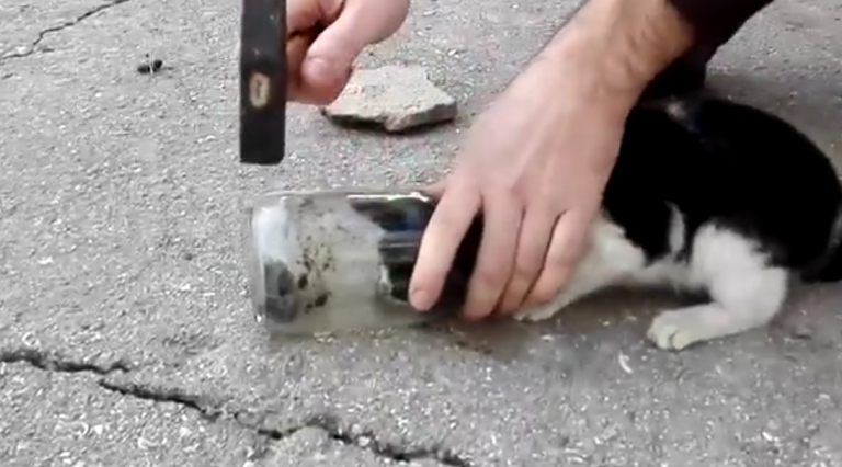 Un chaton la tête coincée dans un bocal