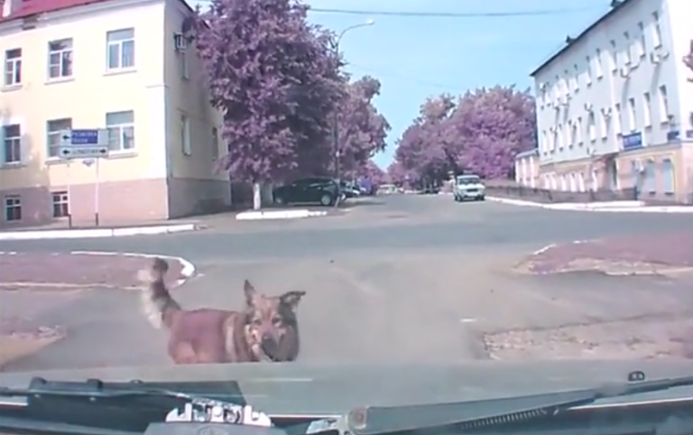 Un chien qui voit le futur veut prévenir un conducteur d&rsquo;un accident !