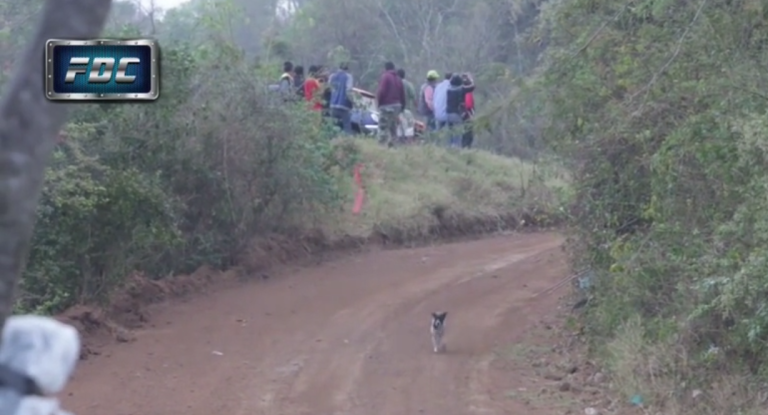Un chien échappe miraculeusement à une voiture de rallye