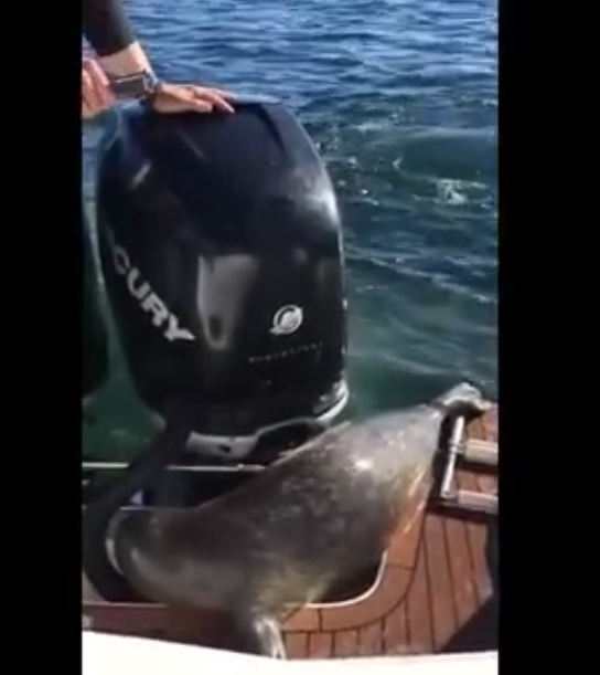 Un phoque attaqué par des orques se réfugie sur un bateau