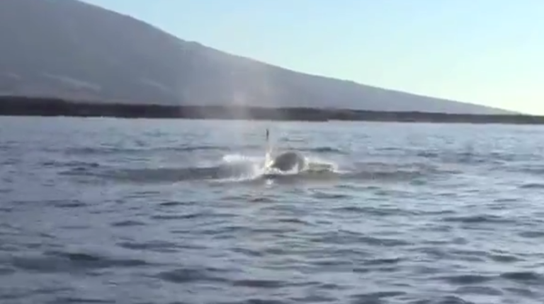 Une orque joue avec une tortue de mer