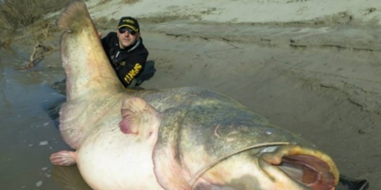 Ils retrouvent un poisson de 2 mètres… dans une rivière !