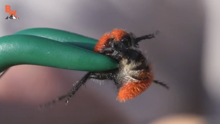 Il se fait volontairement piquer par une fourmi de velours