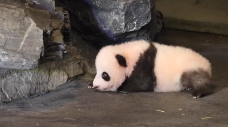 Les premiers pas d’un bébé panda