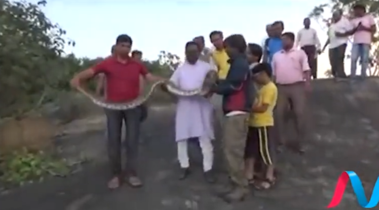 Prendre un selfie avec un serpent est une mauvaise idée !