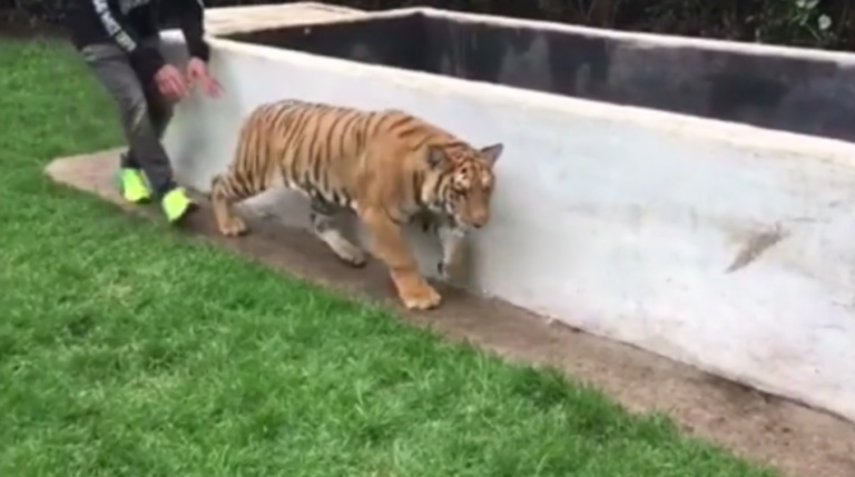 Quand Lewis Hamilton fait peur à un tigre