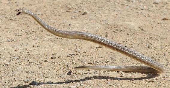 Top 10 des serpents les plus DANGEREUX du monde !