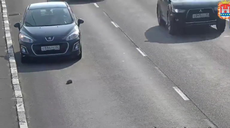 Un automobiliste sauve un chaton sur une autoroute