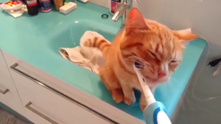 Un chat adore la brosse à dents électrique