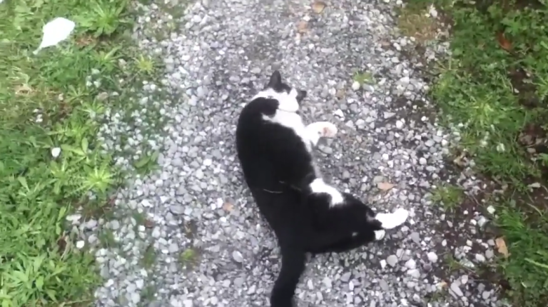 Un chat sauve un randonneur blessé et perdu dans les Alpes suisses
