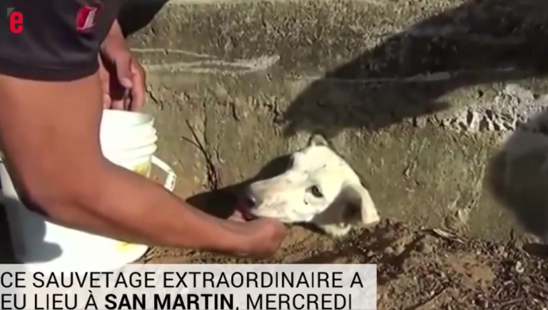 Un chien pris au piège est secouru par les villageois