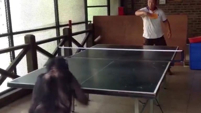 Quand un chimpanzé joue au ping-pong