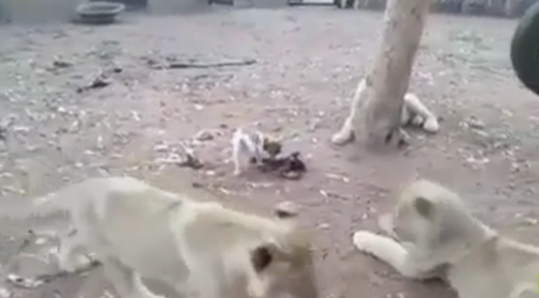 Un jeune chien protège son repas face à des lionceaux
