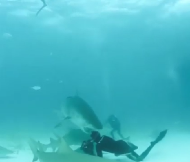 Un photographe évite un requin tigre