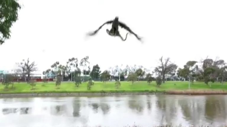 Quand rapace fou le dawa lors d&rsquo;un barbecue