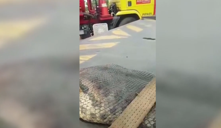 Un serpent de plus de 400 kilos retrouvé mort sur un chantier