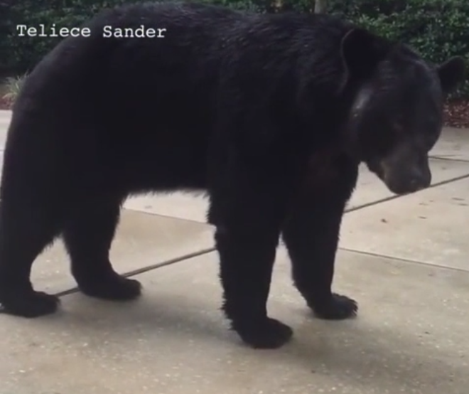 Une femme a la bonne réaction face à un ours !!