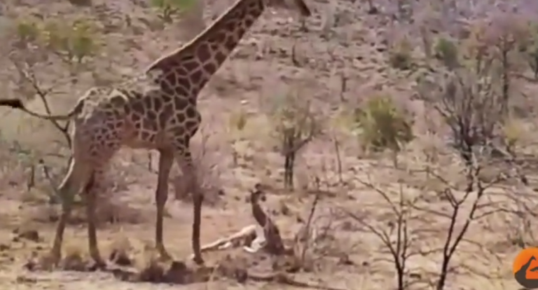 Une girafe ne peut rien faire contre des lions qui attaquent