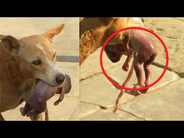 5 ANIMAUX ayant SAUVÉ DES PERSONNES !