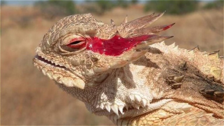 5 ANIMAUX ayant des SUPERS POUVOIRS ! #1