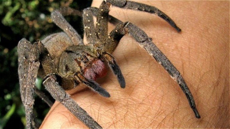 5 ANIMAUX les plus DANGEREUX !