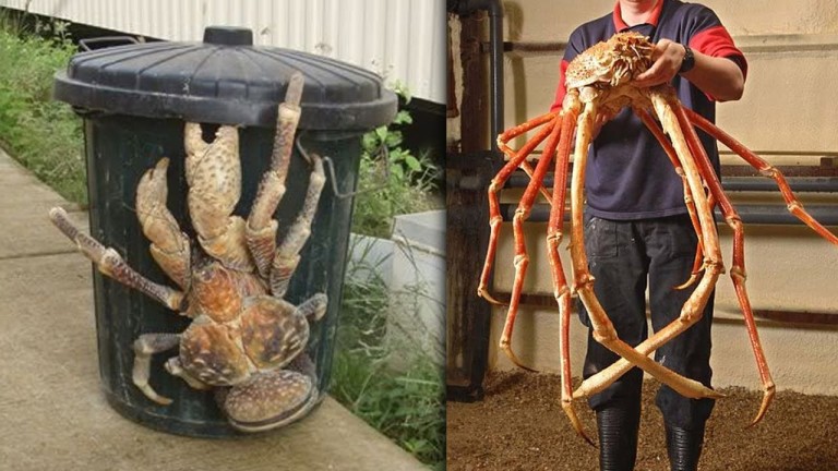 5 ANIMAUX vraiment FLIPPANTS et MORTELS !