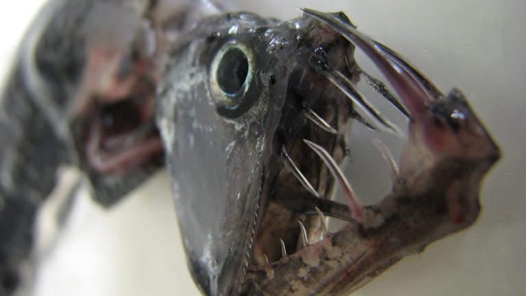 5 MONSTRES MARINS qui EXISTENT VRAIMENT !