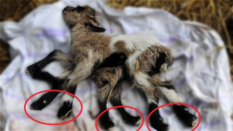 5 MUTATIONS GÉNÉTIQUES chez LES ANIMAUX !