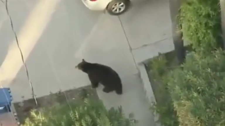 Absorbé par son téléphone, un jeune se retrouve nez à nez avec un ours…