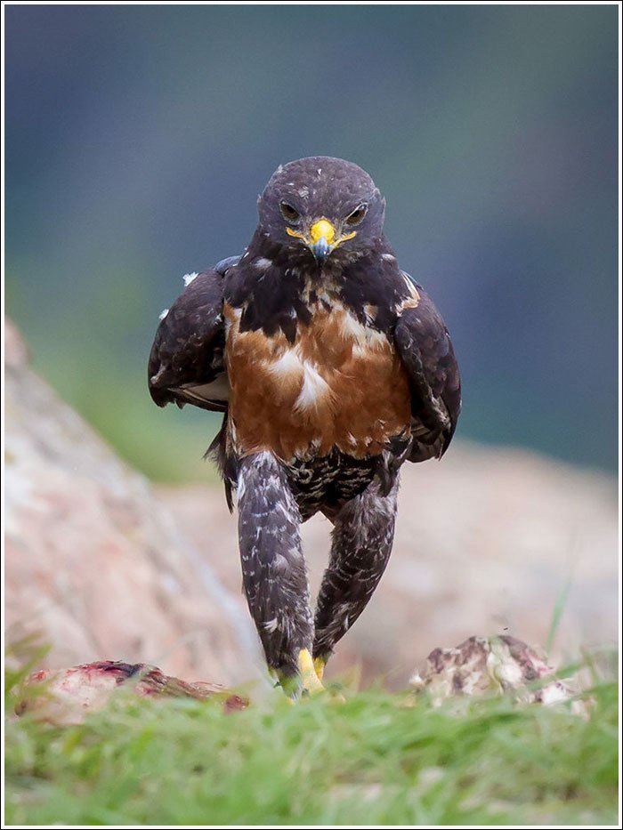 Ce Faucon est devenu en quelques jours une vraie star du web !!