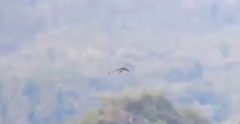 La vidéo d&rsquo;un « supposé » dragon enflamme Internet