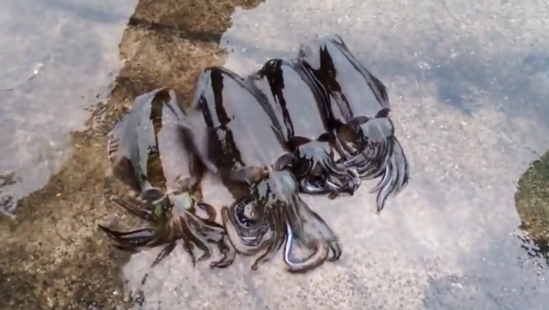 Le calmar perd instantanément sa couleur quand il meurt