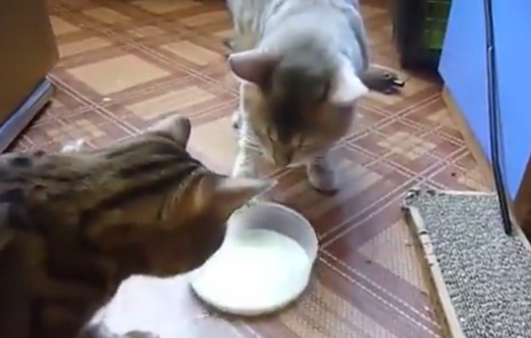 Quand deux chats se disputent pour un bol de lait !!