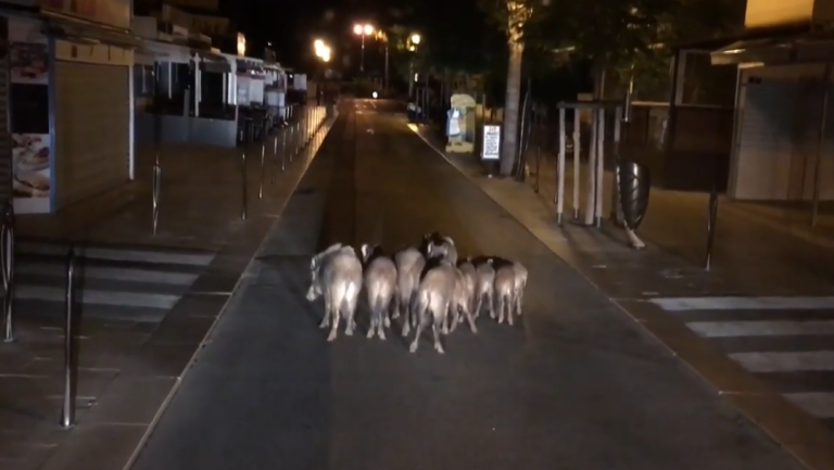 Quand une dizaine de sangliers se balade en plein centre-ville