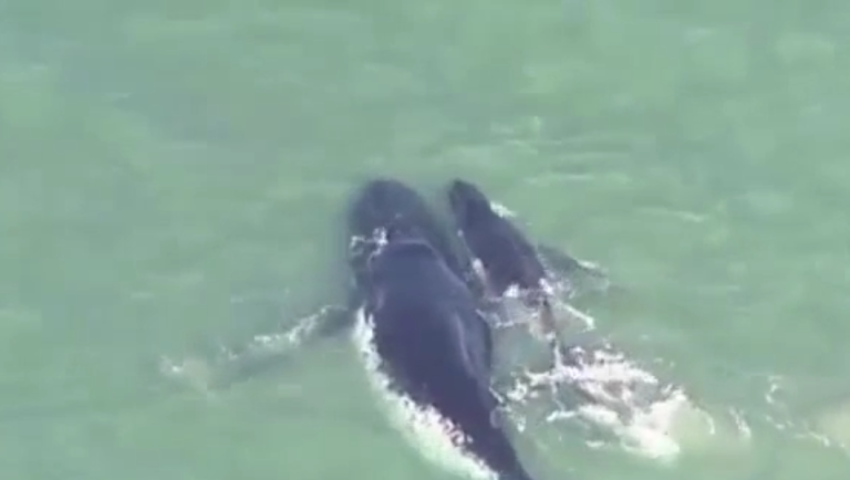 Sa maman s&rsquo;est échouée sur le sable, ce que fera ce baleineau va lui sauver la vie !