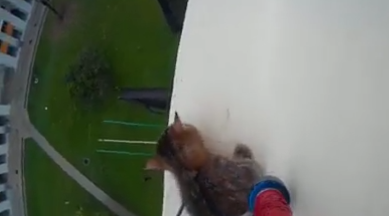 Le sauvetage d&rsquo;un chaton bloqué sur un rebord