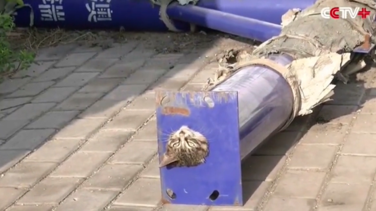 Un chaton secouru par des pompiers en Chine