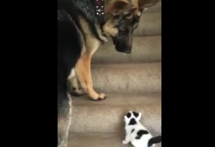 Un chien aide un chaton à monter des escaliers