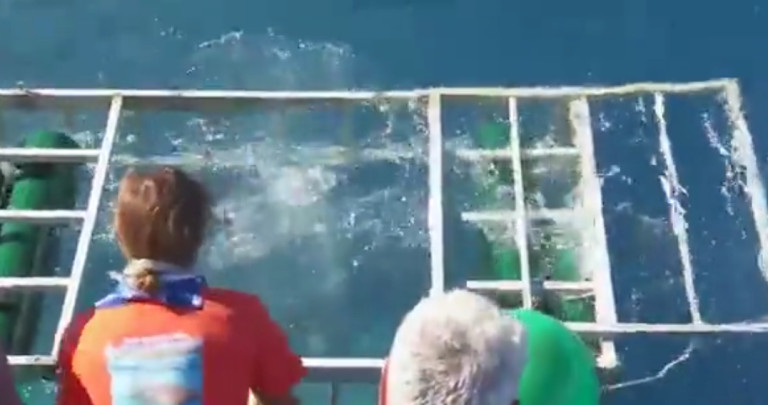 Un grand requin blanc rejoint un plongeur dans une cage