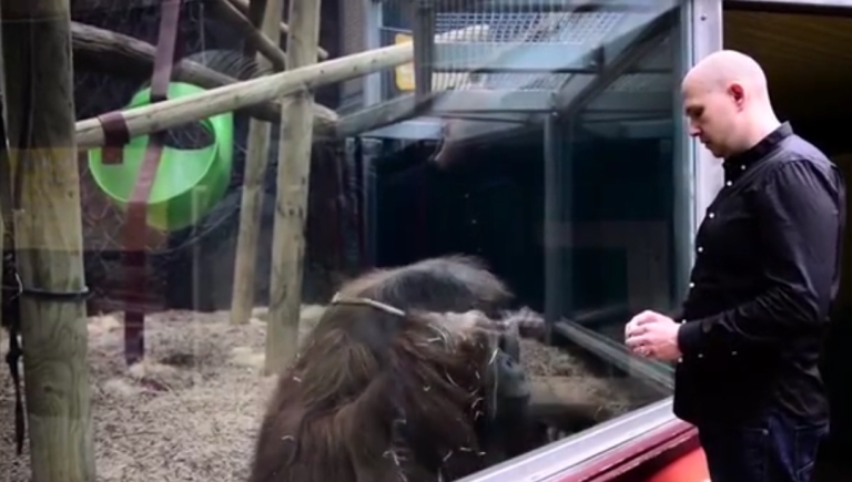Un orang-outan imite un tour de magie