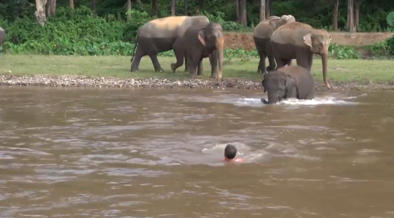 Un éléphant sauve un homme de la noyade