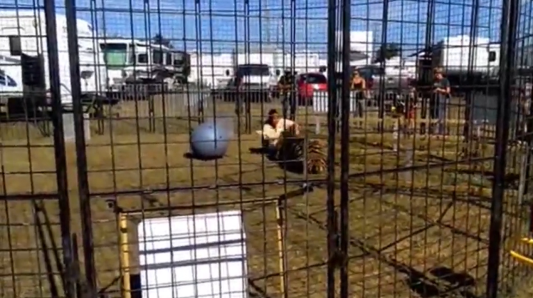 Une dresseuse attaquée par un tigre