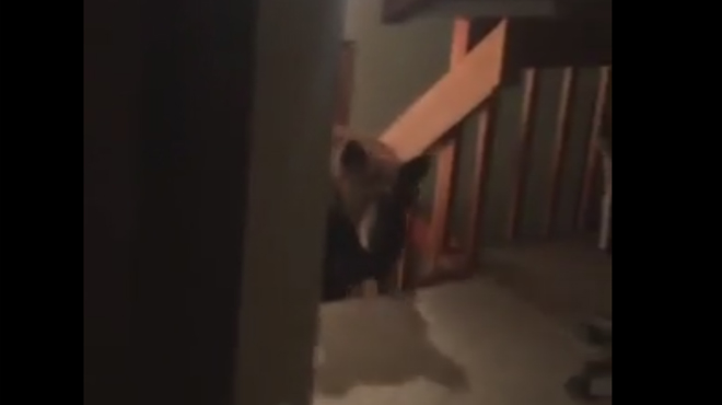 Quand un ours est dans ta maison !