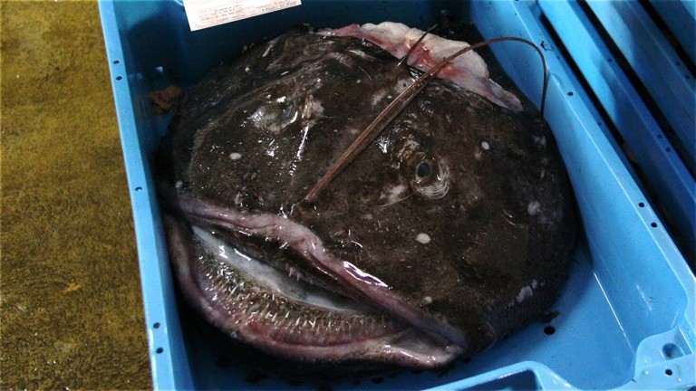 5 ANIMAUX LES PLUS MOCHES au MONDE !